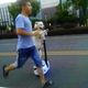 Illustration for article titled Oh Hey, Its a Dog on a Segway Going Down the Street